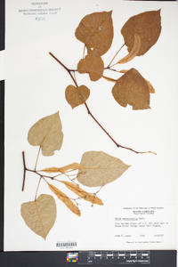 Tilia heterophylla image