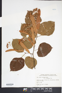 Tilia heterophylla image