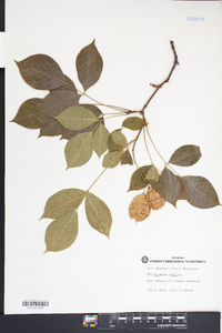 Staphylea trifolia image