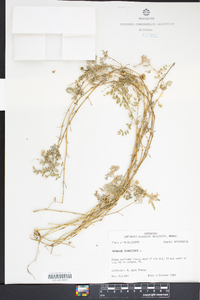 Tribulus terrestris image