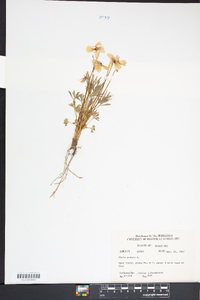 Viola pensylvanica image