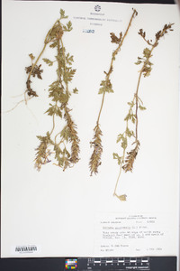 Glandularia canadensis image