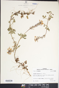 Glandularia canadensis image