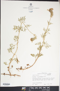 Glandularia bipinnatifida var. bipinnatifida image