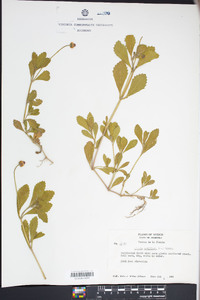 Phyla nodiflora image