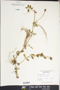 Phyla nodiflora image