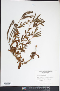 Verbena carnea image