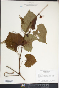 Vitis vulpina image