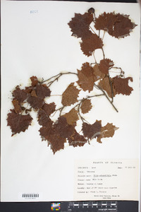 Vitis rotundifolia image