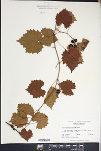 Vitis rotundifolia image