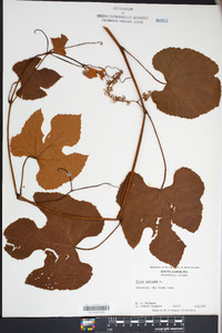 Vitis labrusca image