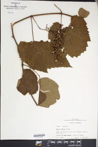 Vitis cinerea image