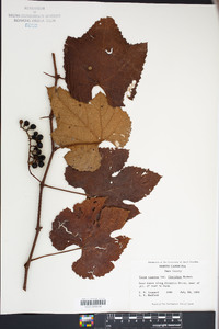 Vitis cinerea var. floridana image