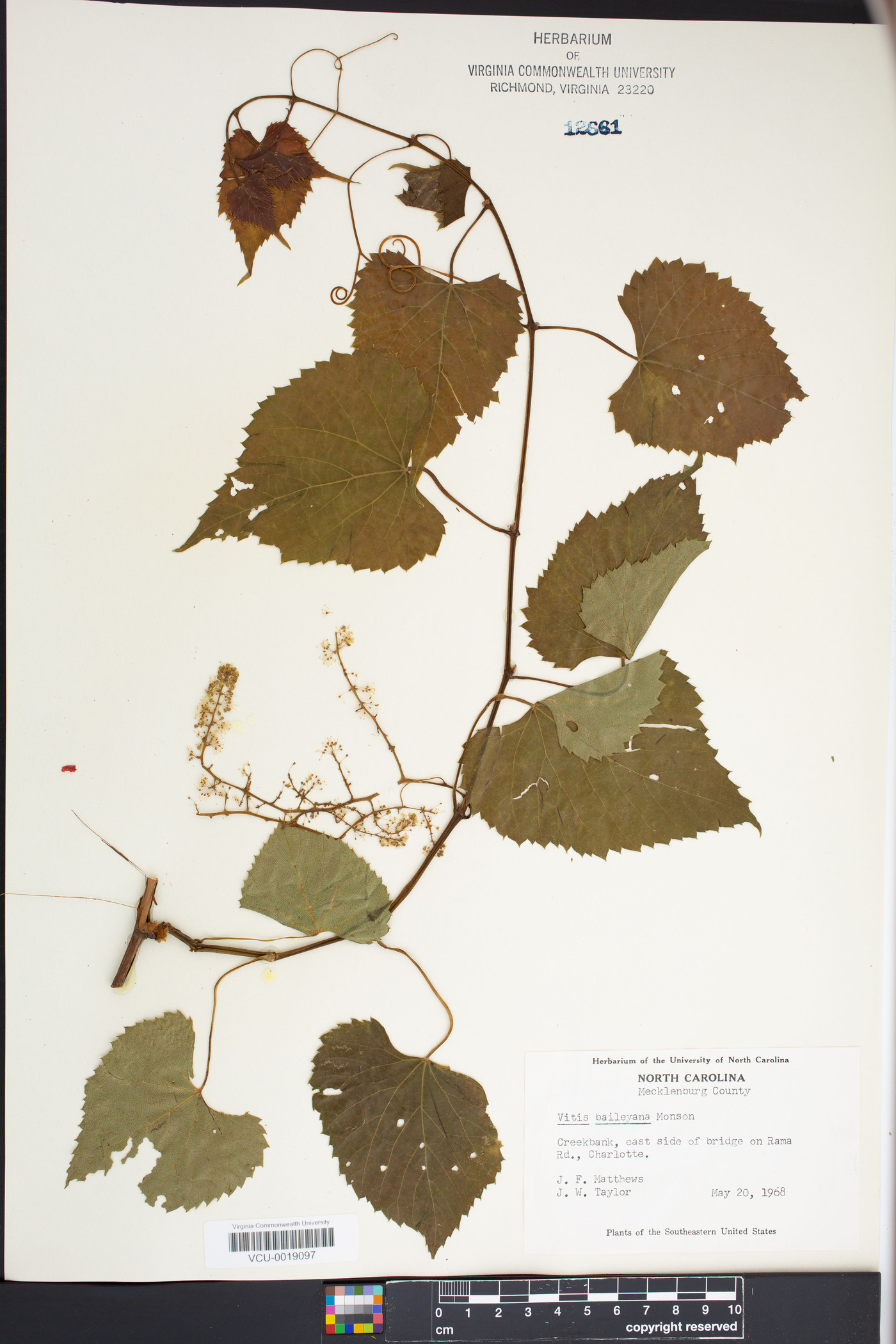 Vitis baileyana image