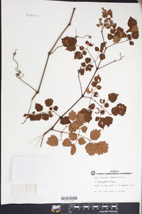 Ampelopsis arborea image