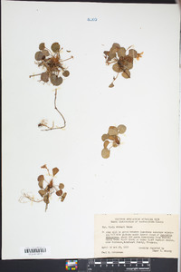 Viola walteri image