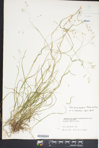 Poa autumnalis image