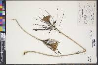 Cascabela pinifolia image