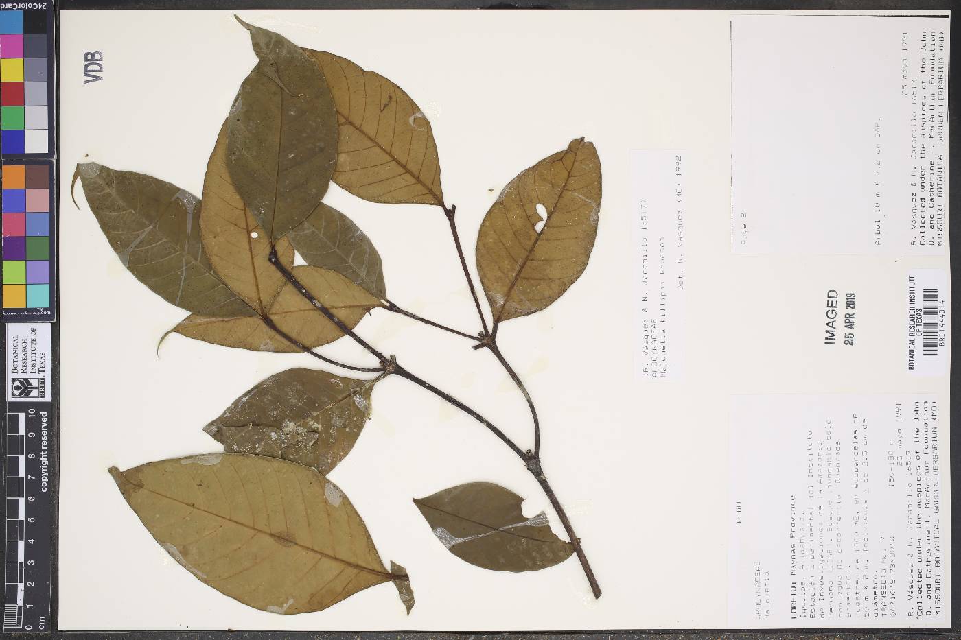 Malouetia killipii image