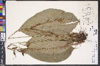 Image of Pitcairnia calatheoides