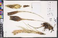 Tillandsia fasciculata image
