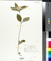 Ruellia caroliniensis image