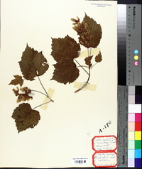 Acer spicatum image