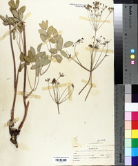 Taenidia integerrima image