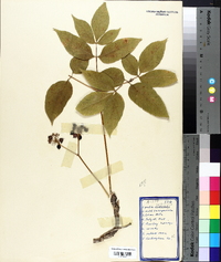 Aralia nudicaulis image