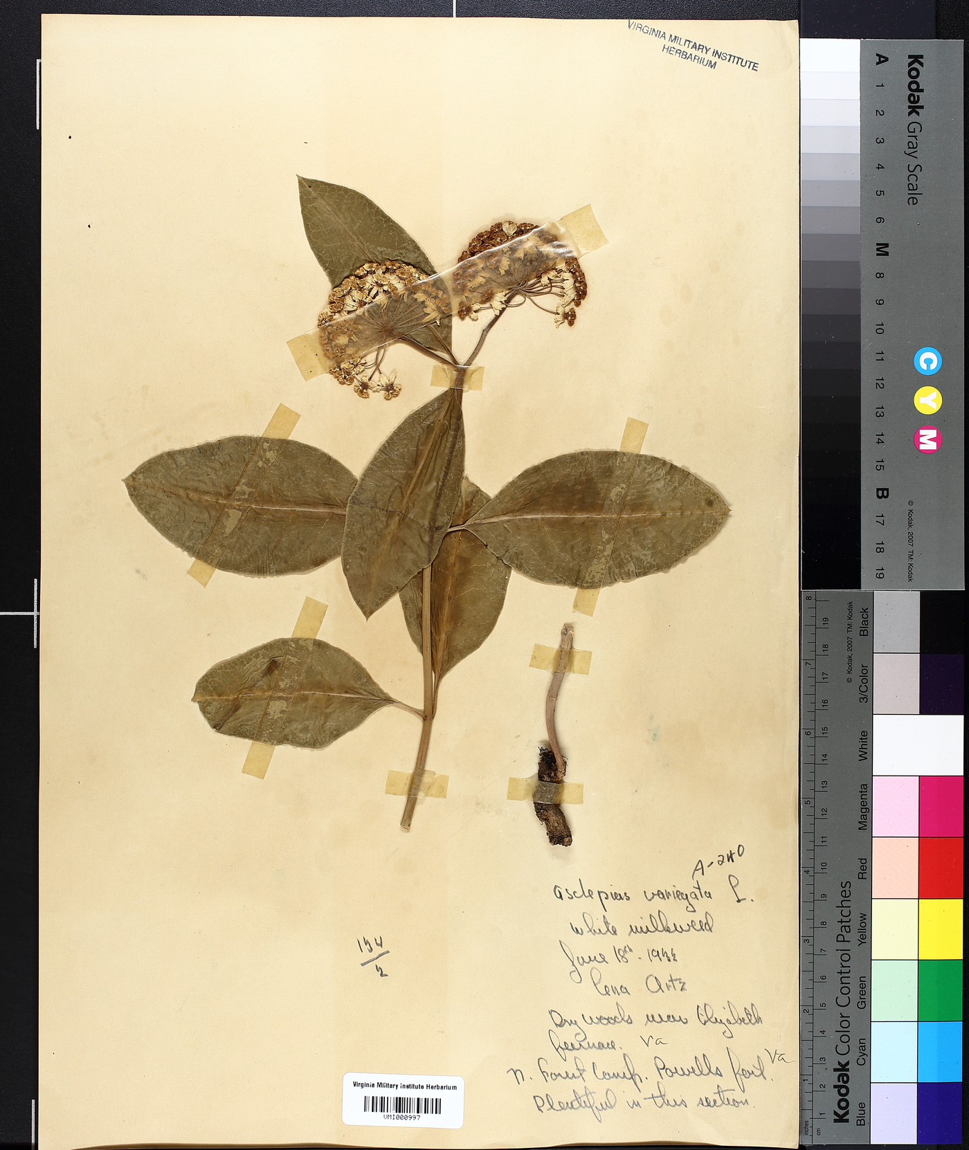 Asclepias variegata image