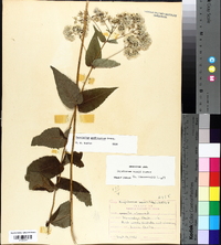 Eupatorium godfreyanum image