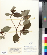 Impatiens biflora image