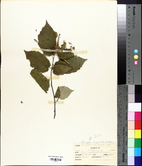 Corylus cornuta image