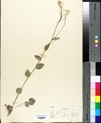 Cardamine bulbosa image