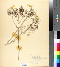 Isatis tinctoria image