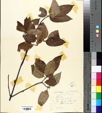 Viburnum cassinoides image