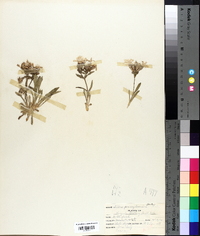 Silene caroliniana image