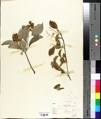 Celastrus scandens image