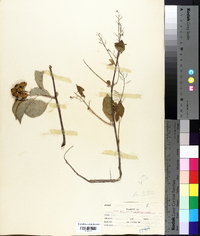 Celastrus scandens image