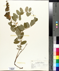 Lathyrus venosus image