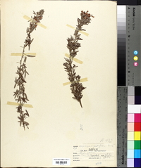 Lespedeza angustifolia image