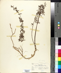 Lespedeza angustifolia image