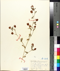 Trifolium aureum image