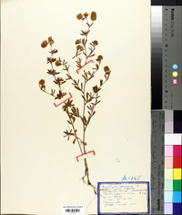 Trifolium arvense image