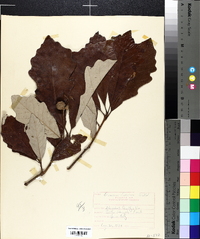 Quercus bicolor image