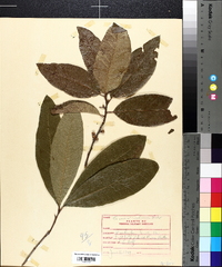 Quercus imbricaria image