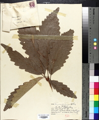 Quercus prinoides image