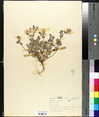 Corydalis flavula image