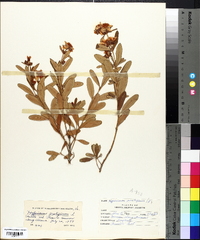 Hypericum prolificum image