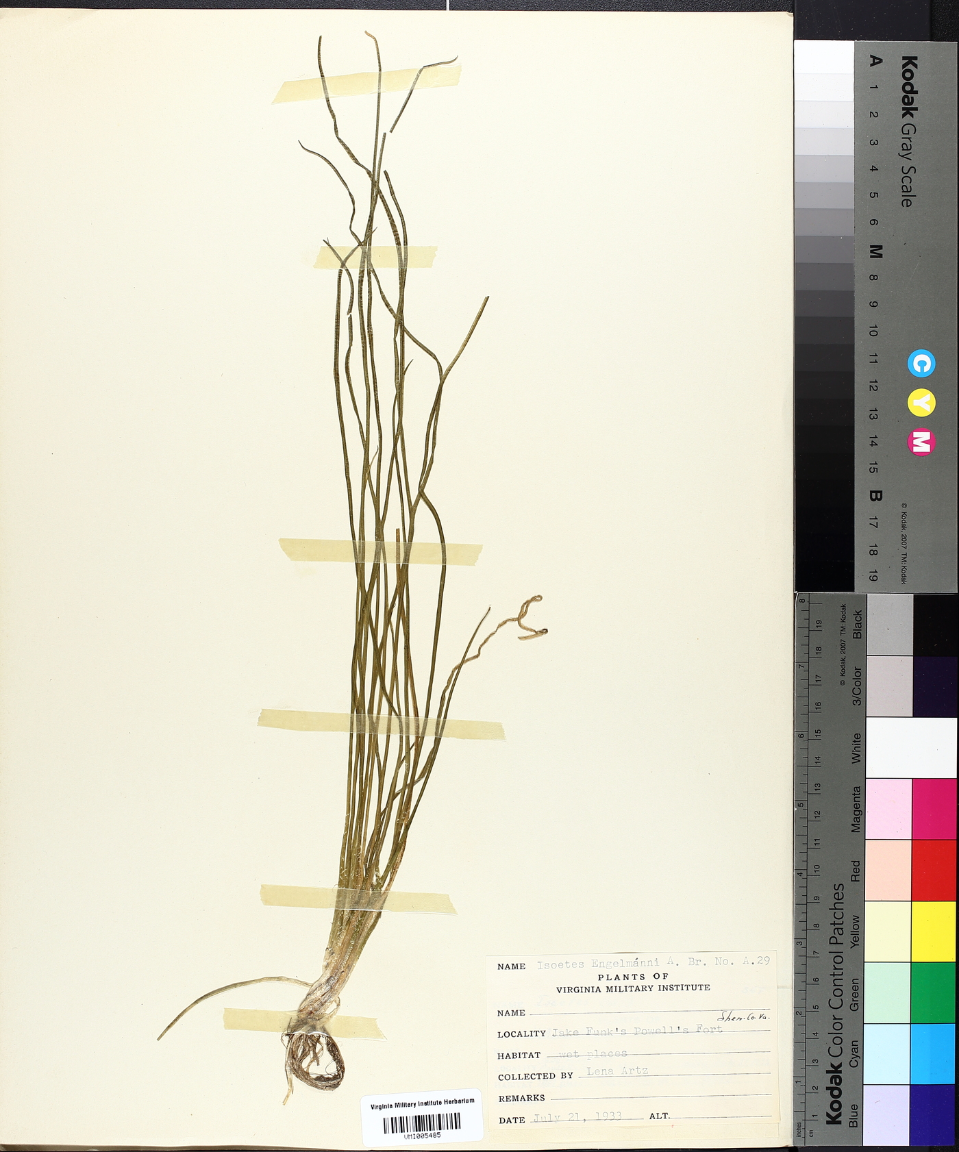 Isoëtes engelmannii image